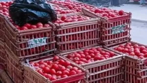 أسعار الطماطم والخضراوات والفواكه في أسواق قنا اليوم وتحليل أسباب ارتفاعها